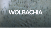 Wolbachia
